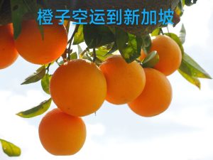 橙子空运到新加坡