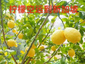 柠檬空运到新加坡
